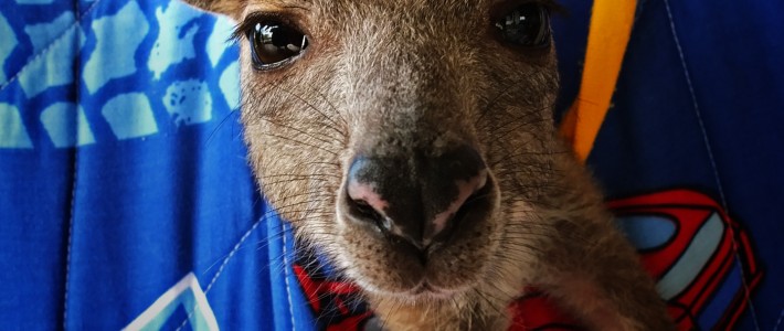 Babysitting Big Foot – helpx with kangaroos
